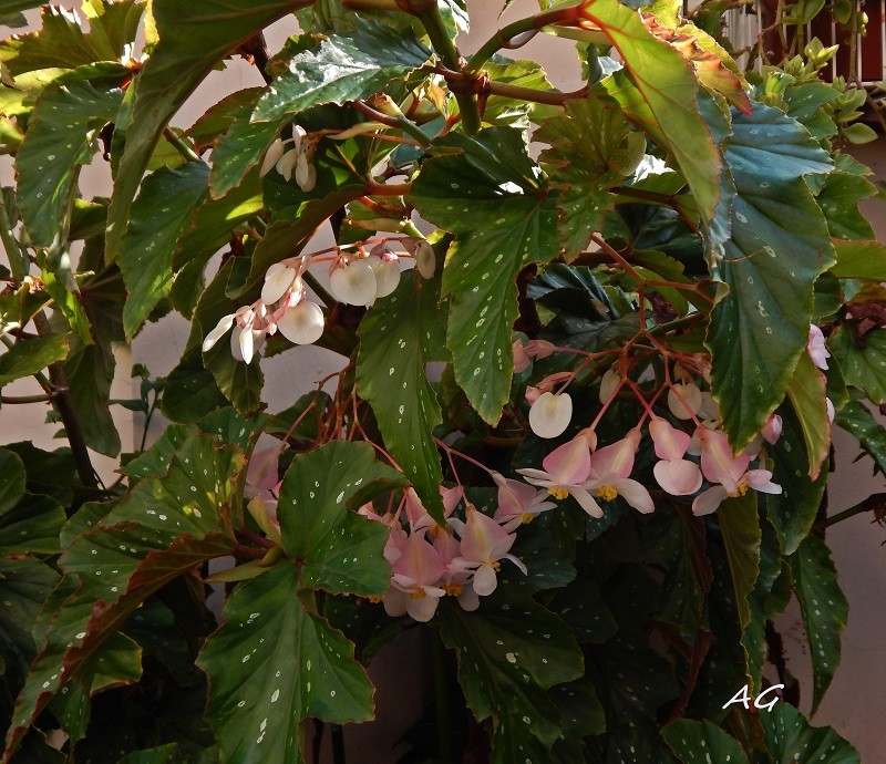 "Begonia Ala de ngel" de Ana Giorno