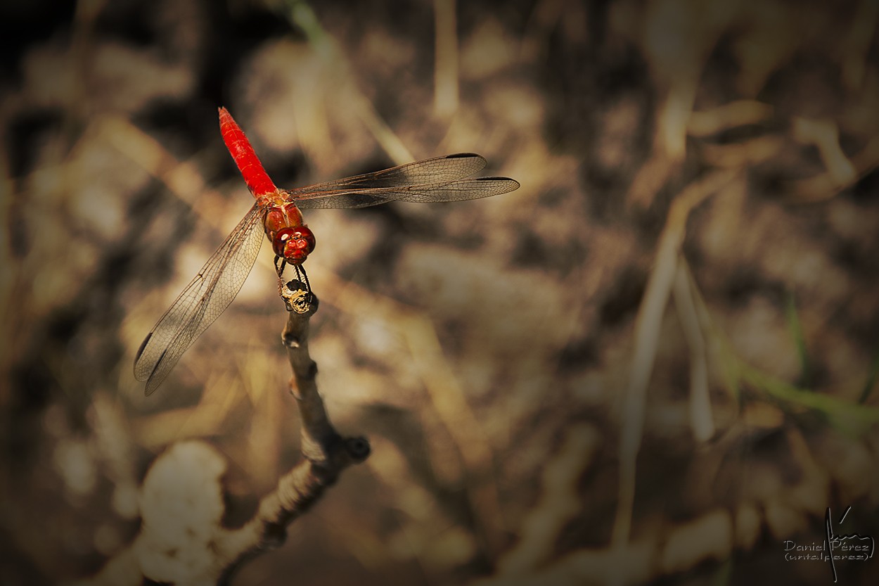 "Dragon-fly" de Daniel Prez Kchmeister
