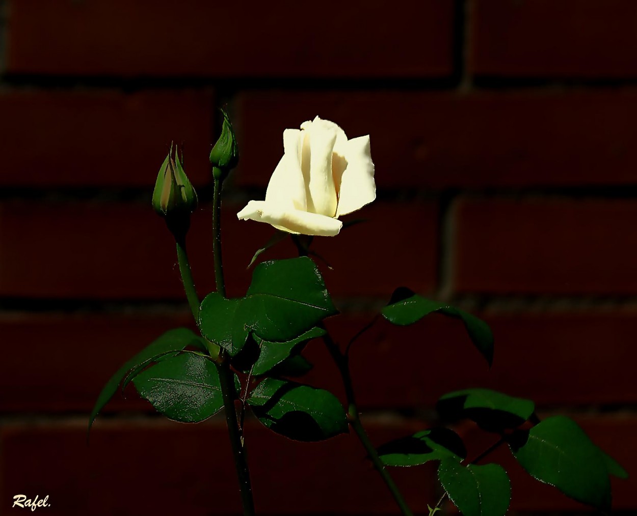 "Una rosa." de Rafael Serrano Arguedas