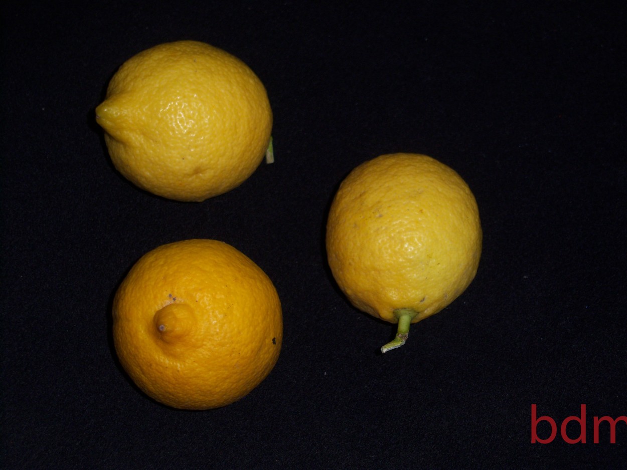 "frutos.:limones" de Beatriz Di Marzio
