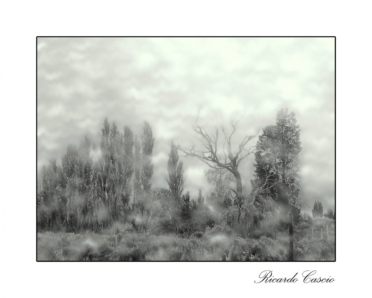 "Niebla" de Ricardo Cascio