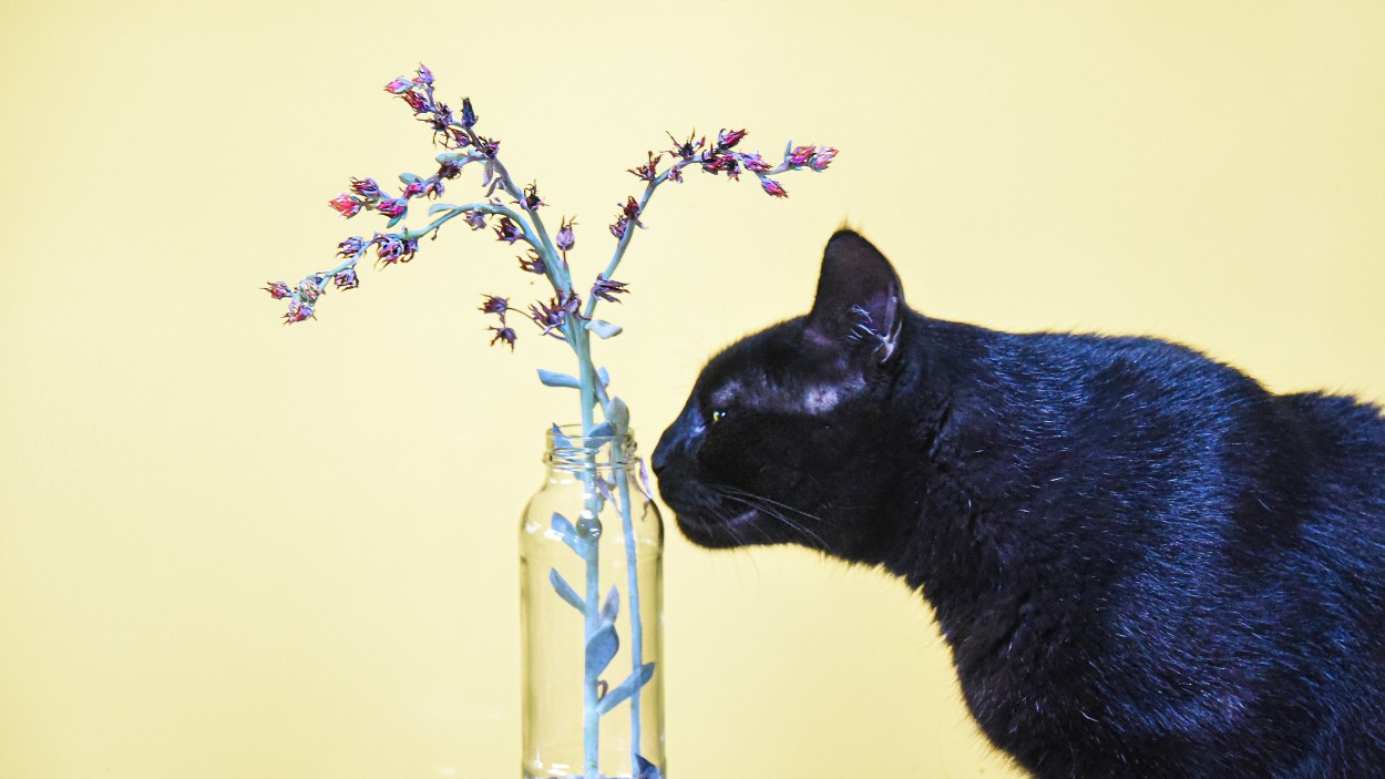 "El gato y el florero" de Gerardo Saint Martn