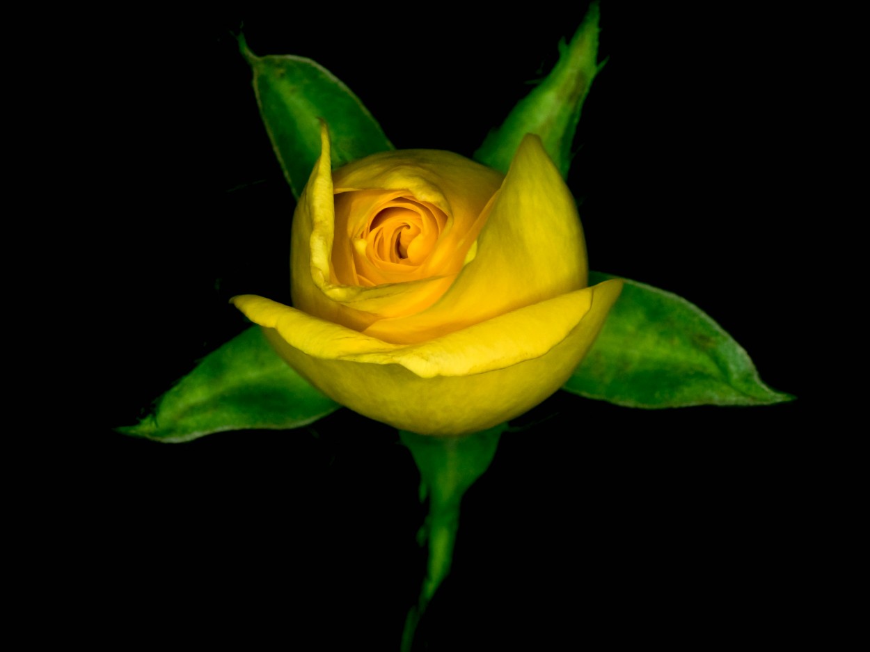 "Rosa amarilla" de Hctor Venezia