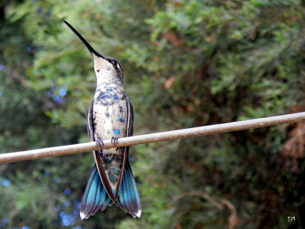 "El reposo del colibr" de Ester Francisca Macagno