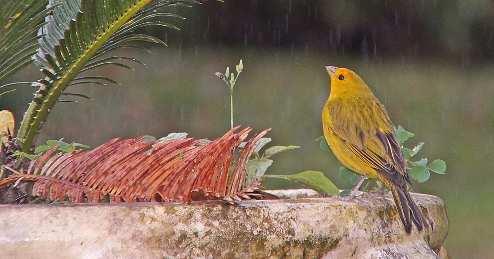 "Canario-da-terra, se escondendo das chuvas." de Decio Badari