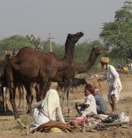 En la feria de camellos.