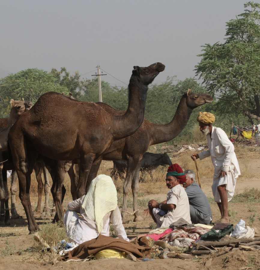 "En la feria de camellos." de Francisco Luis Azpiroz Costa