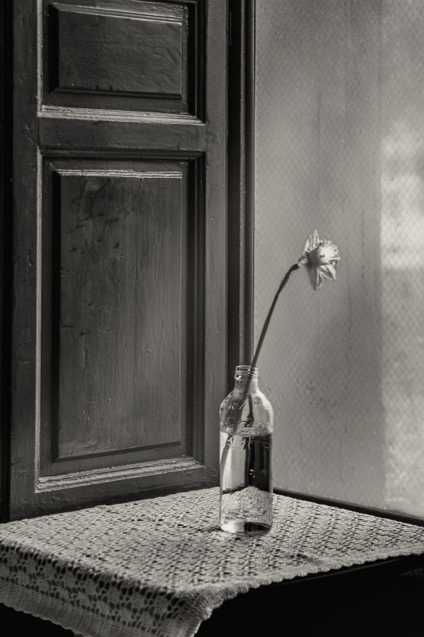 "Narciso en la ventana" de Francisco Jos Cerd Ortiz