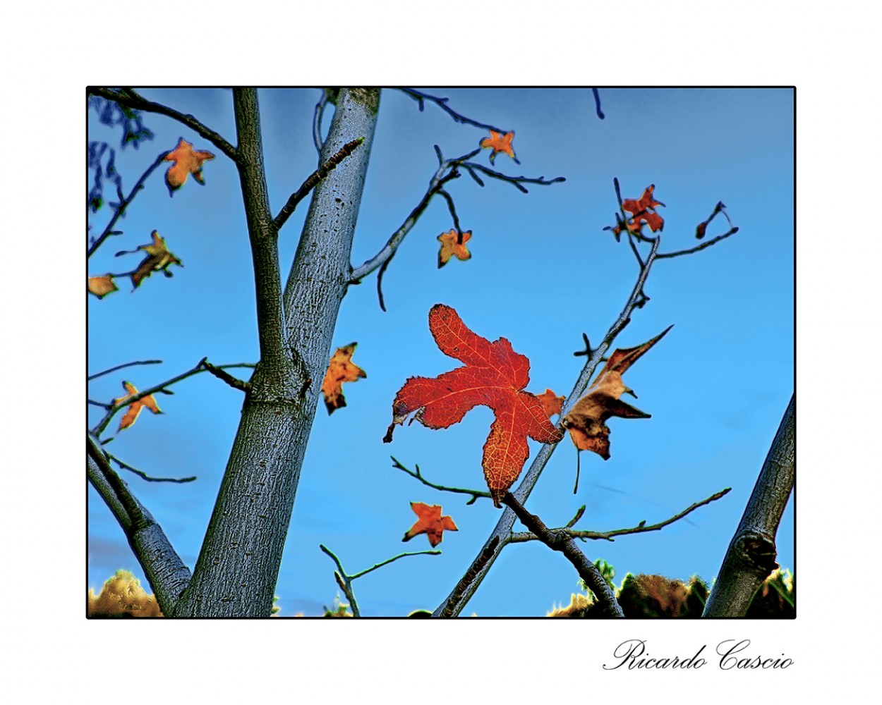 "Como mariposas de otoo" de Ricardo Cascio