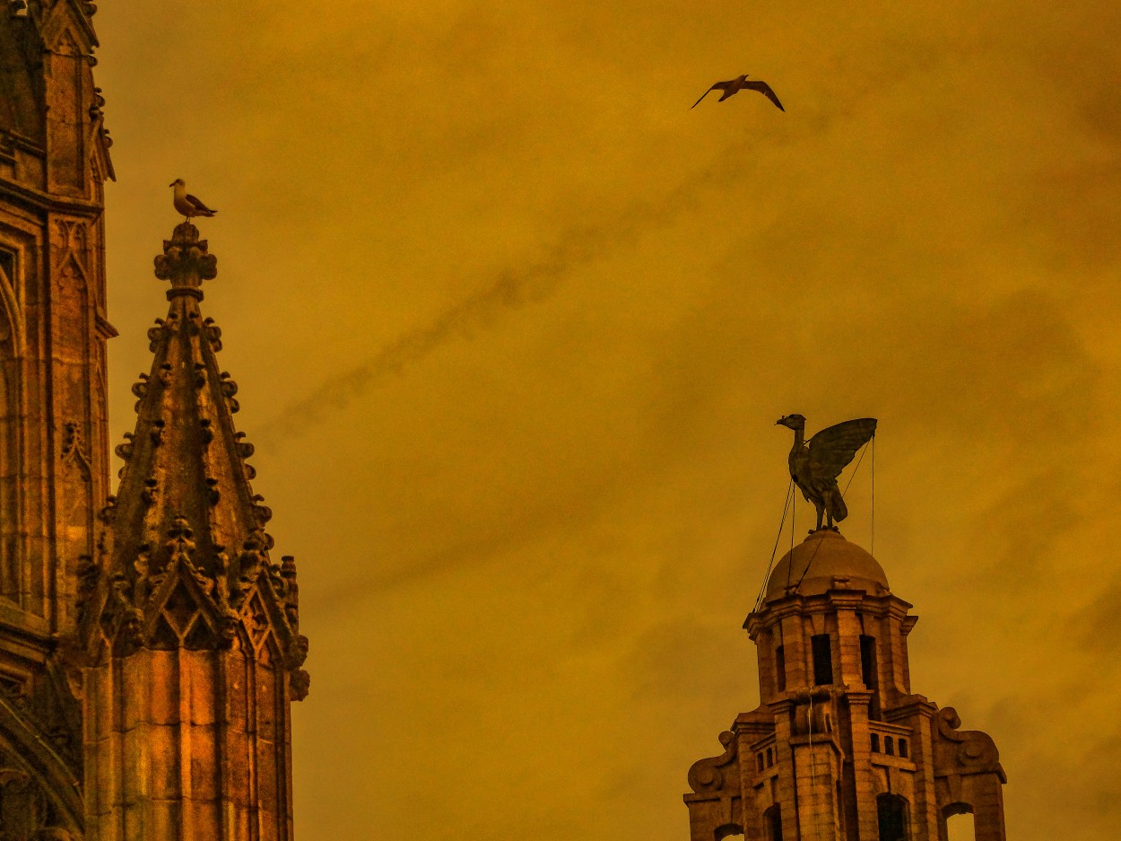 "Aves... en Liverpool" de Gerardo Saint Martn