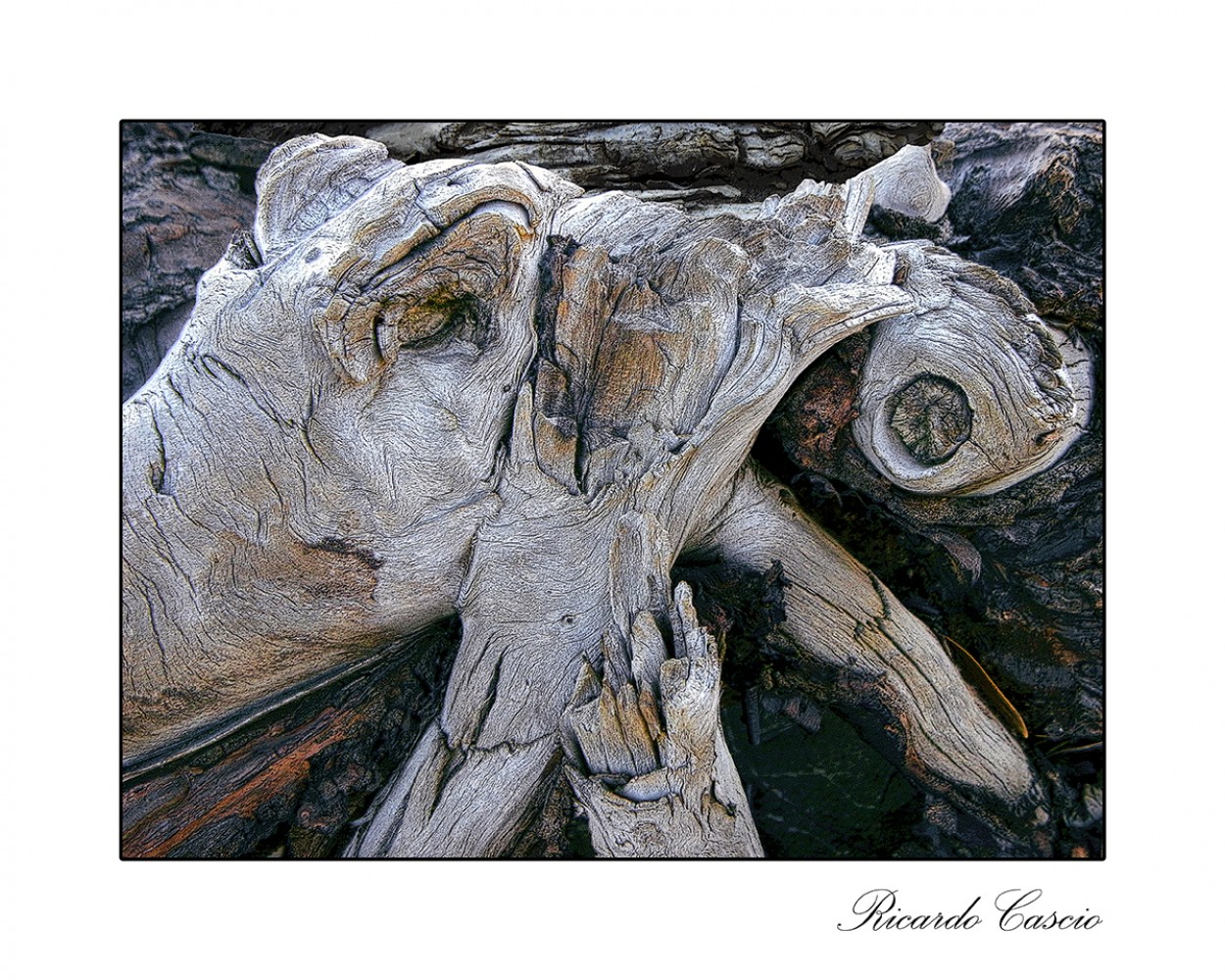 "cortezARTE - Abstractos con cortezas -" de Ricardo Cascio