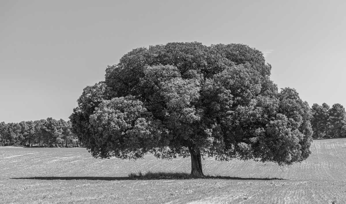 "El árbol no deja ver el bosque" de Carmen Roig Valverde