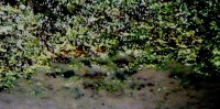 alfombra de algas
