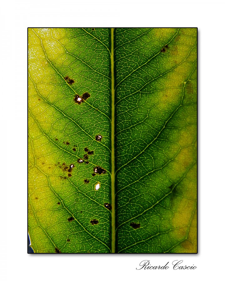 "Verde fractal" de Ricardo Cascio