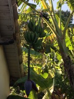 cacho de bananas en mi jardin