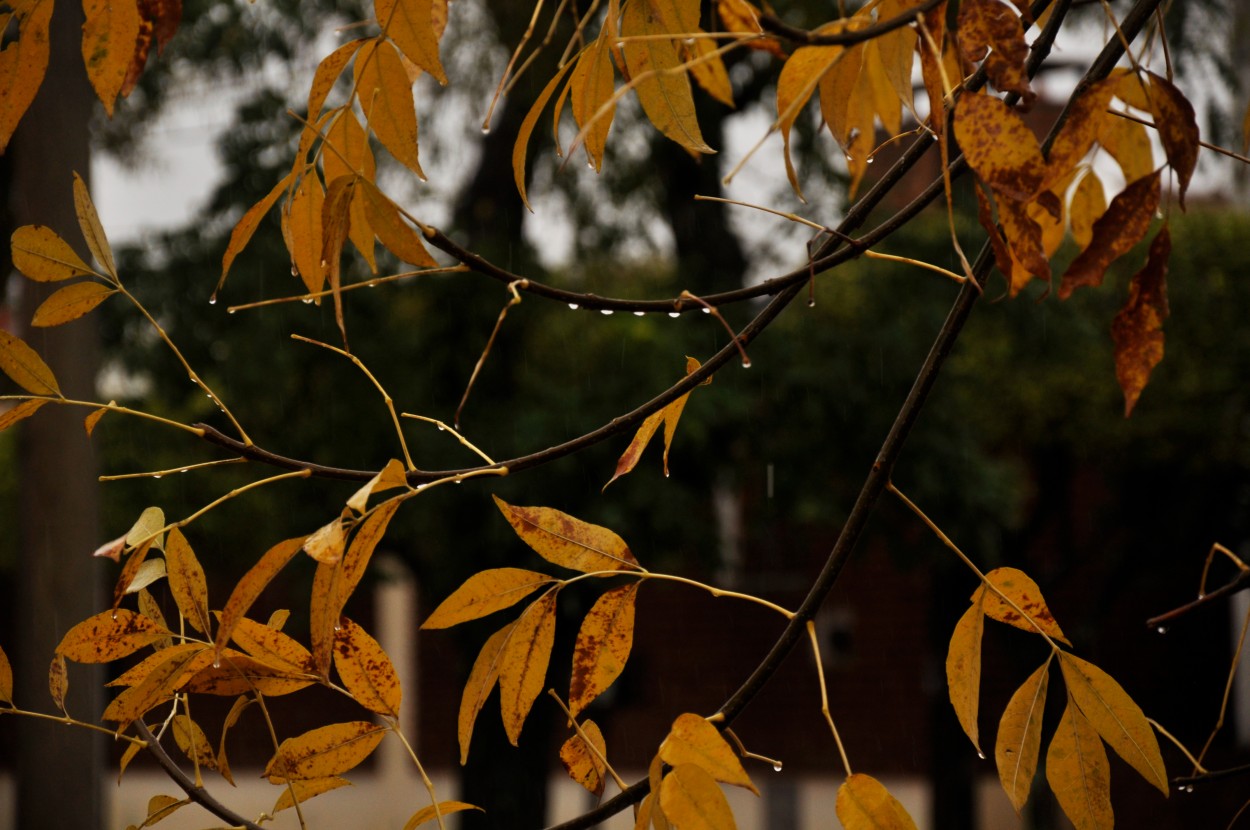 "Gotas de lluvia en las hojas de otoo..." de Alicia Di Florio