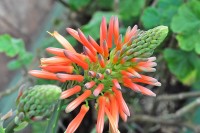 A flor da Babosa ( Aloe vera )
