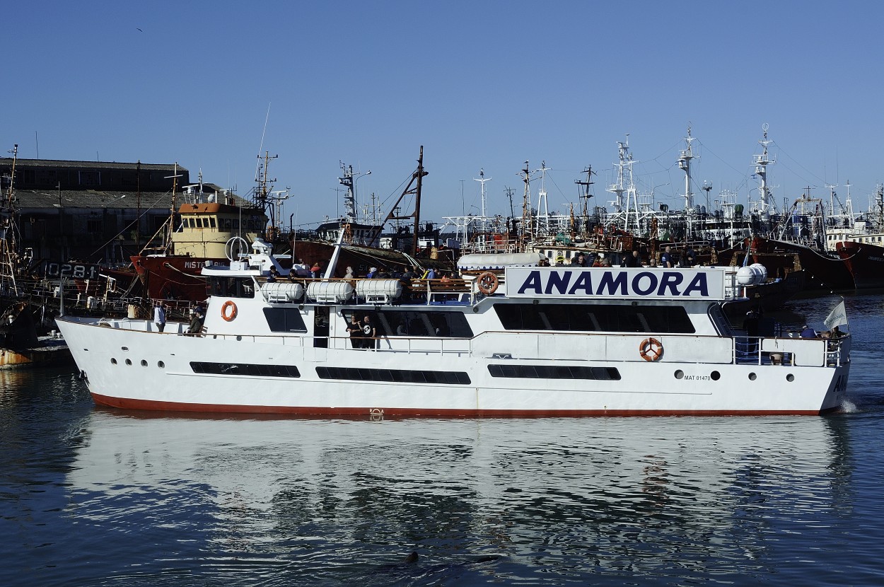 "Crucero Anamora" de Patricia Briglia