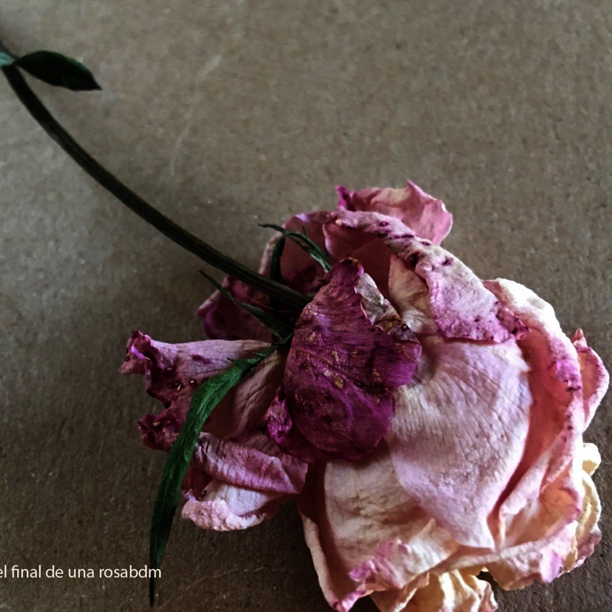 "el final de la rosa." de Beatriz Di Marzio