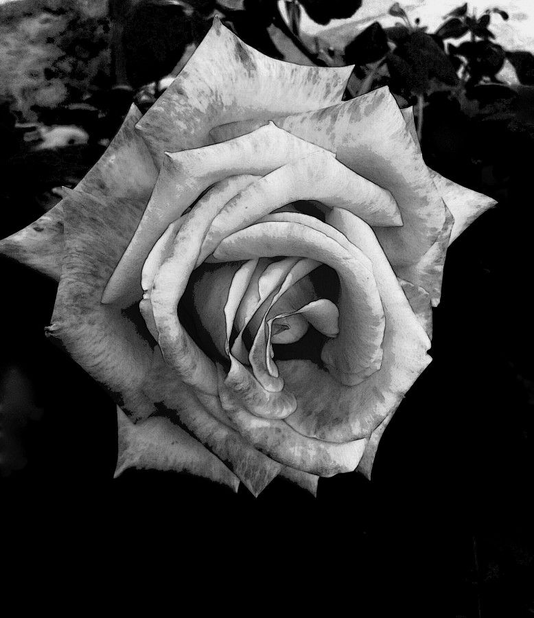 "`Solamente una rosa`" de Iris Elizabeth Scotto