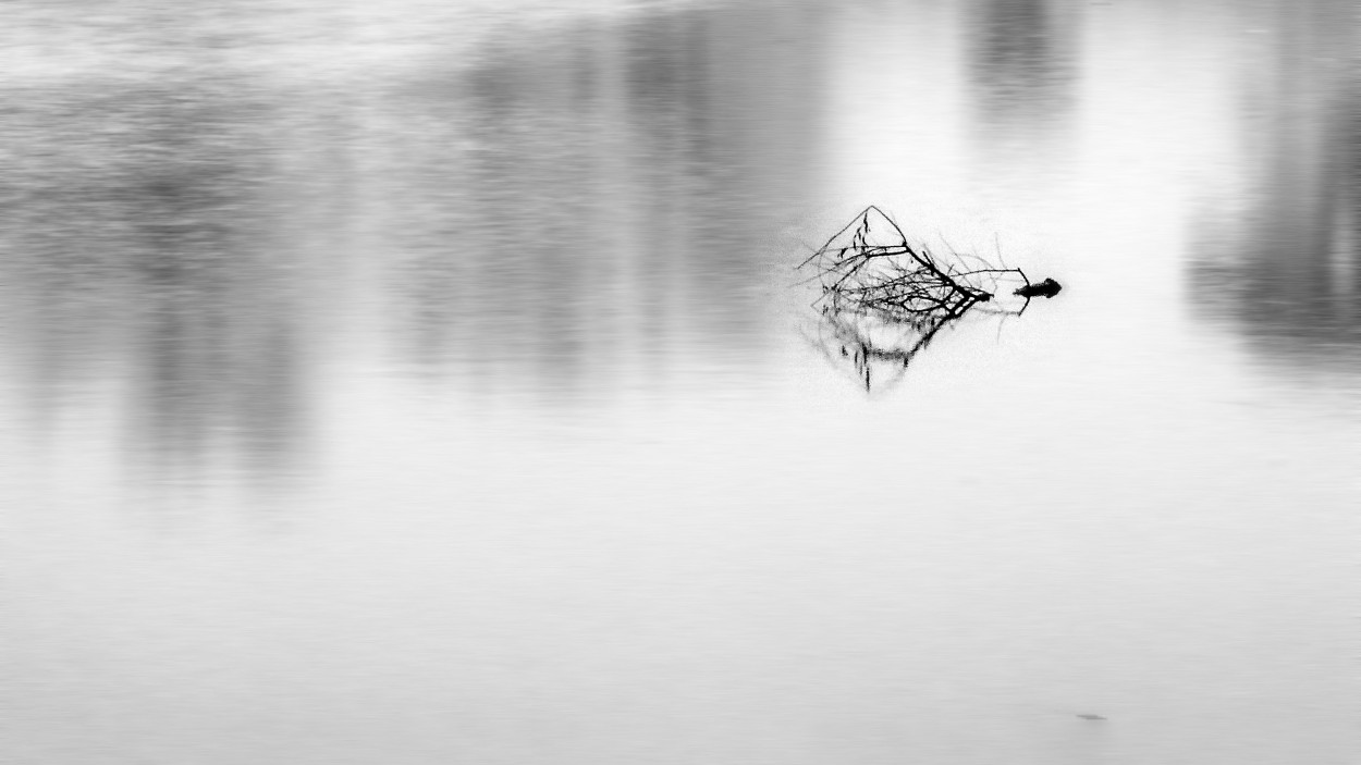 "Niebla...y una rama flotando" de Eli - Elisabet Ferrari