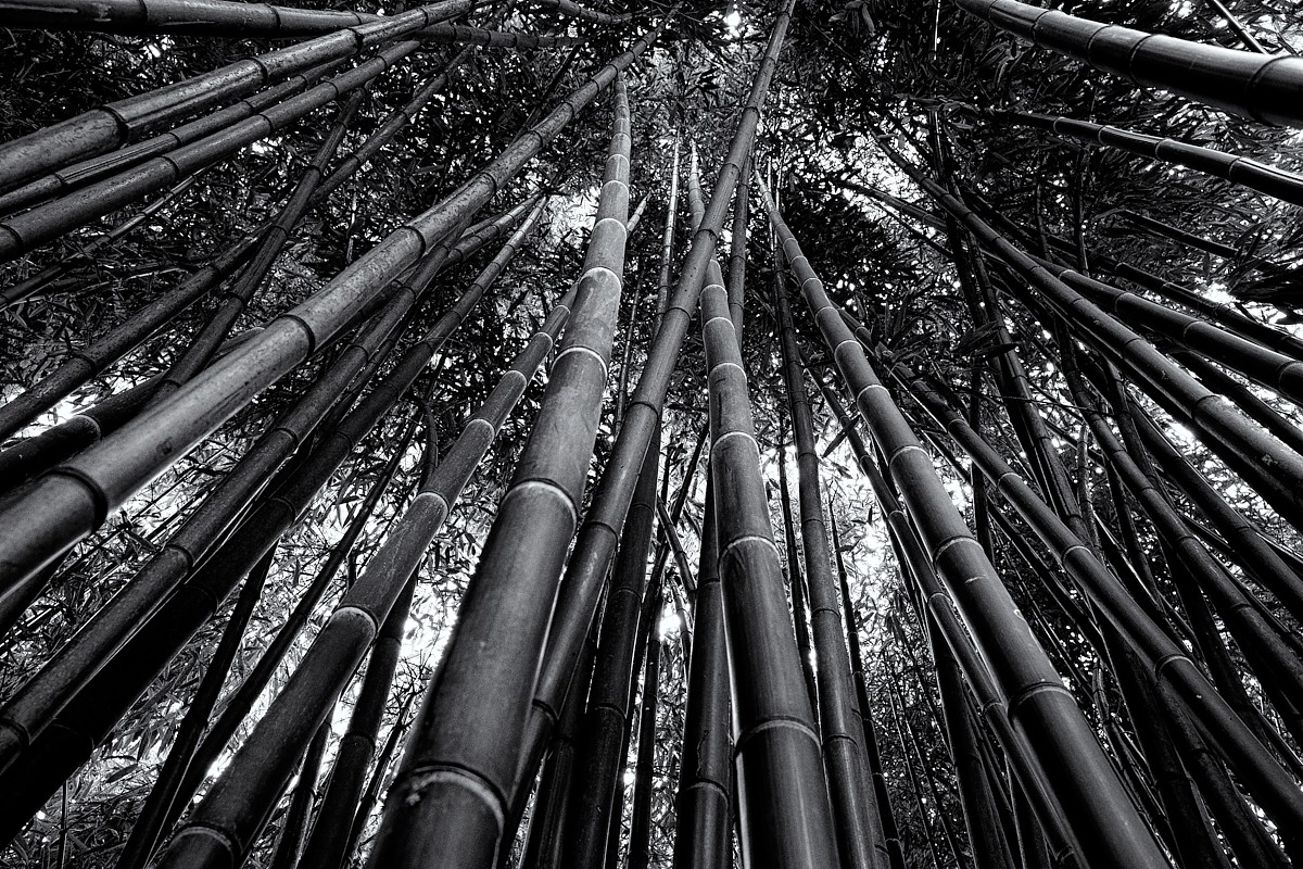 "Bamb" de Roberto Jorge Escudero