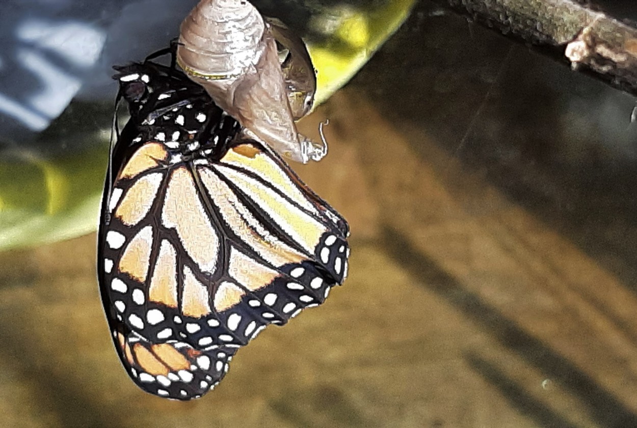"` Naci la mariposa Monarca! `" de Graciela Edith Flocco