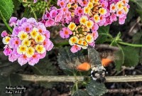 **La esfinge colibr** (Macroglossum stellatarum)