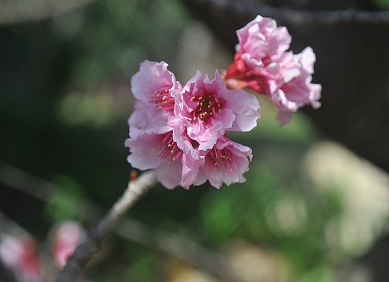 "Visitei a Cerejeira (Sakura) da minha Amiga Mrcia" de Decio Badari