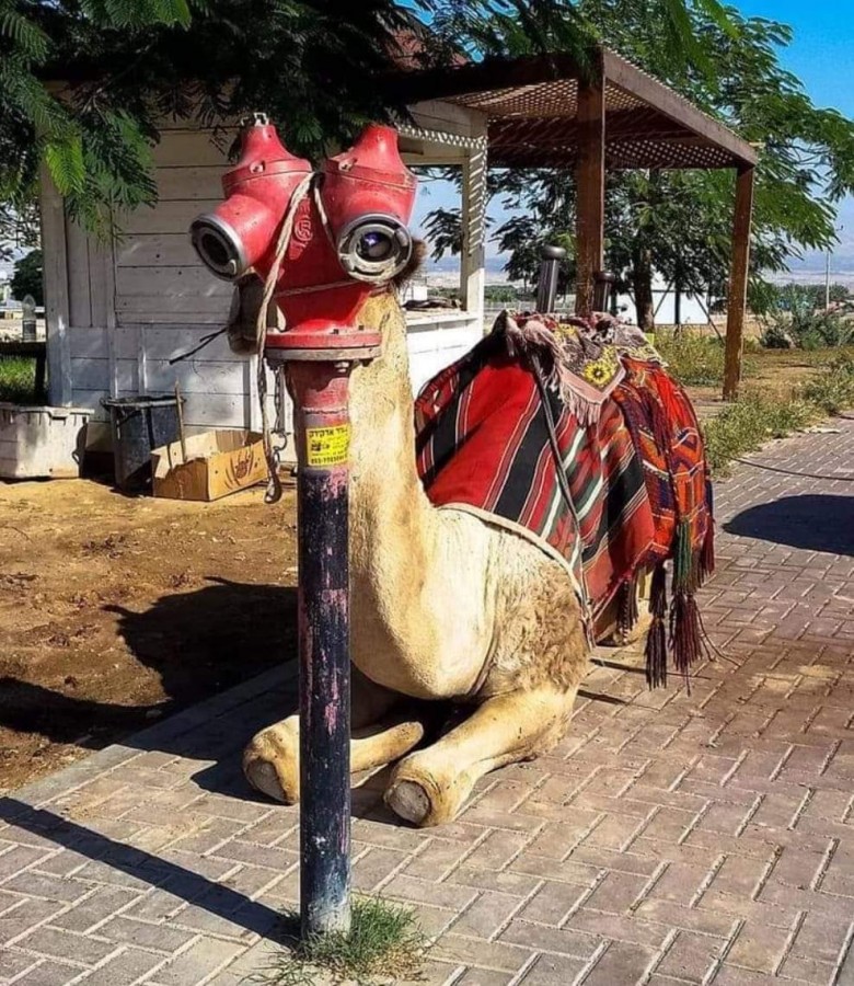 "Camello H2O" de Jonathan Grinhauz