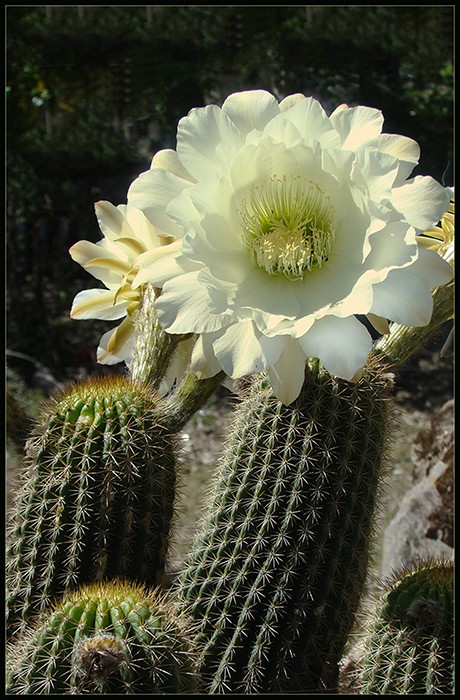 "Cactus en flor" de Ruben Perea