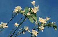 Pata-de-vaca  Bauhinia variegata
