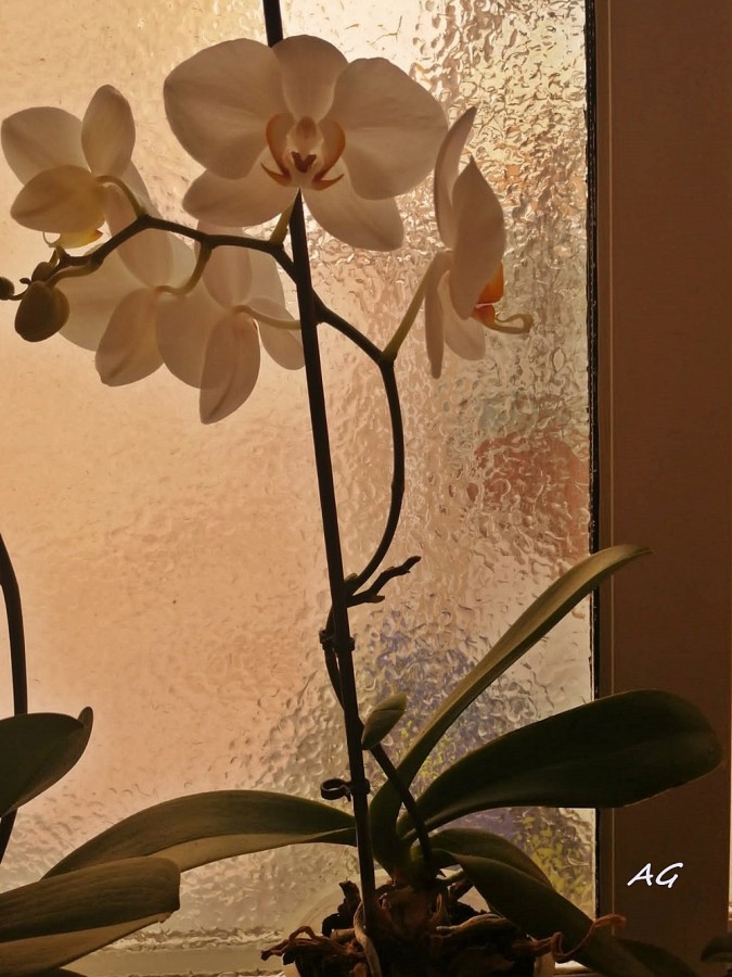 "Phalaenopsis en la ventana" de Ana Giorno