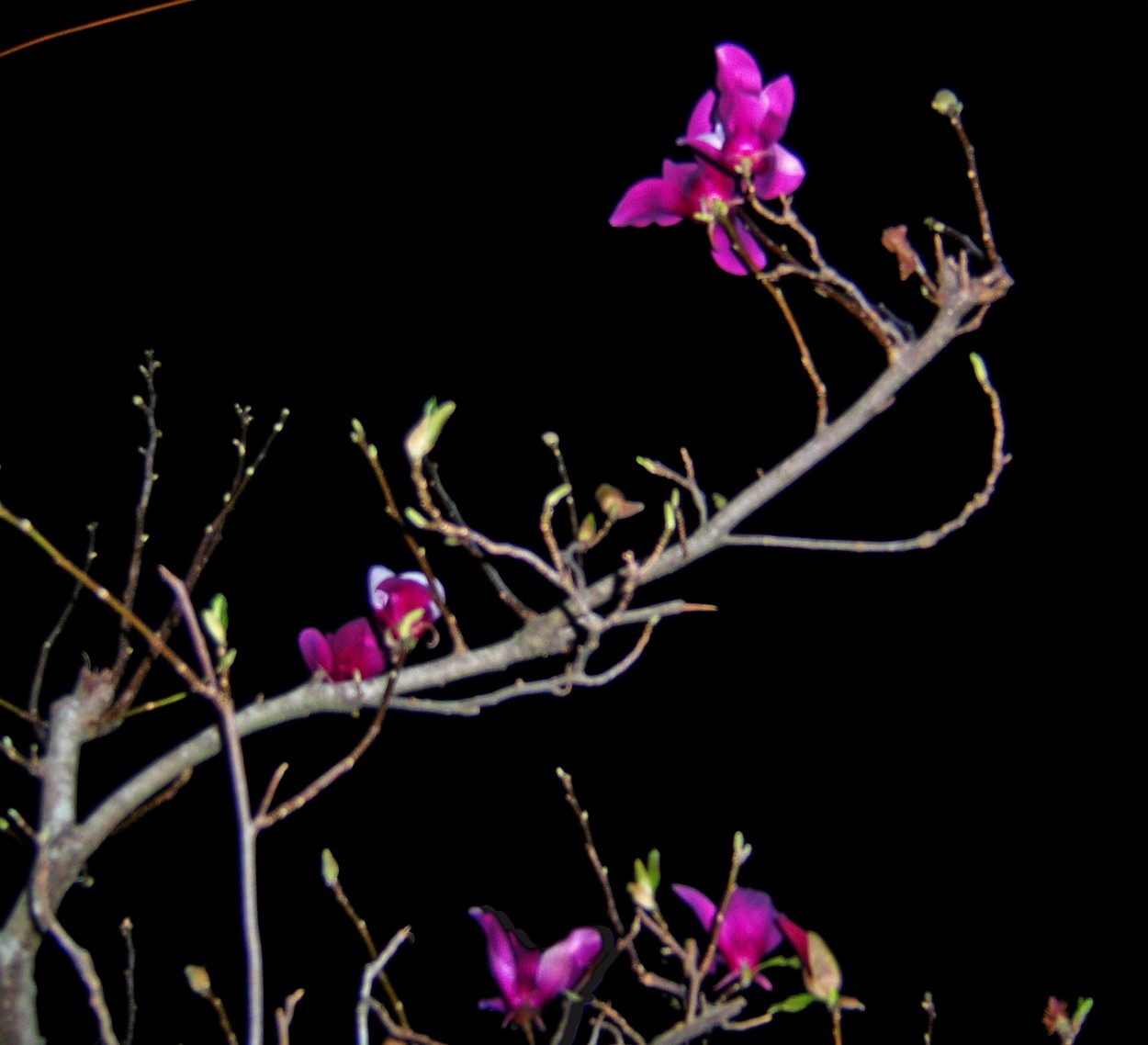 "magnolia foscata" de Beatriz Di Marzio