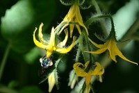 Um pequeno inseto, nas pequenas flores do Tomate.