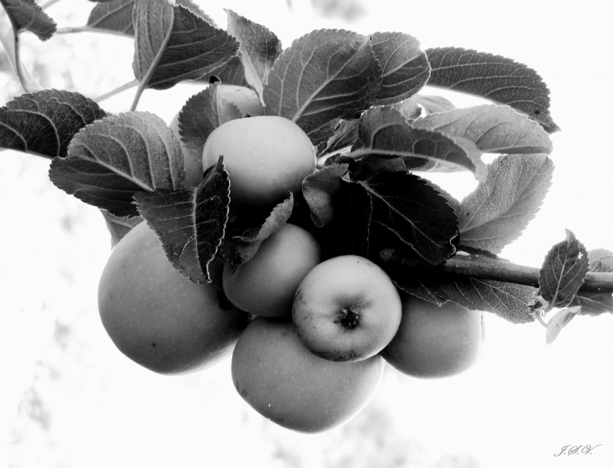 "El fruto prohibido" de Jorge Vargas