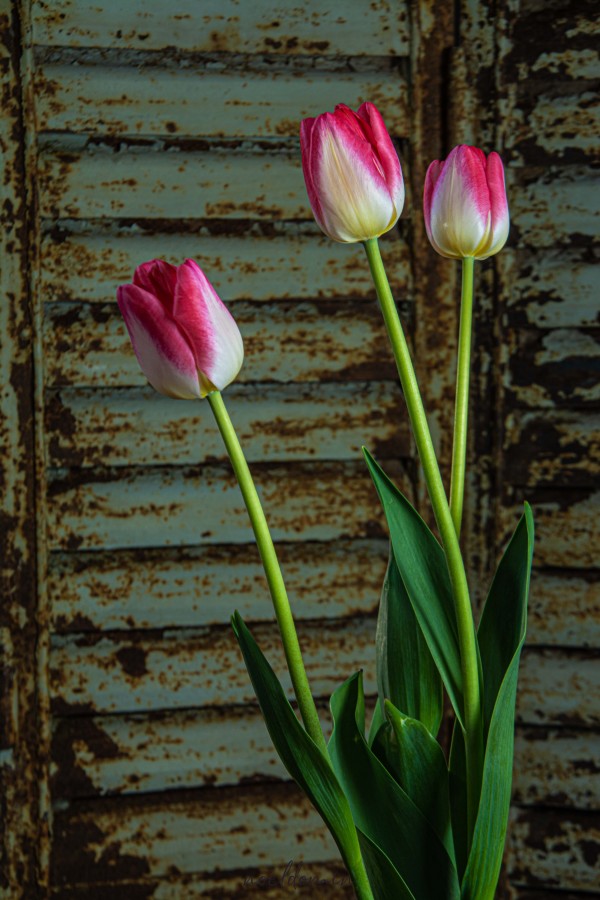 "Tulipanes" de Ma. Noel Domnguez Sastre