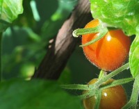 `Tomates-cereja`,os primeiros da nova `safra` !!!!