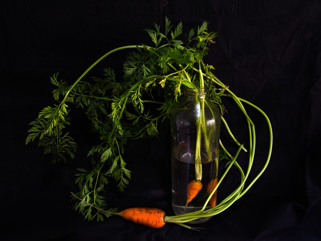 "La gnesis de la zanahoria." de Gerardo Saint Martn