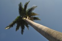 Aquela que resisti ao clima frio, A Palmeira`