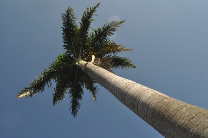 "Aquela que resisti ao clima frio, A Palmeira`" de Decio Badari