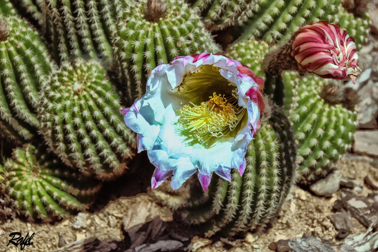 "Flor de cactus." de Rafael Serrano Arguedas