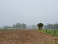 Dos palmeras en la niebla