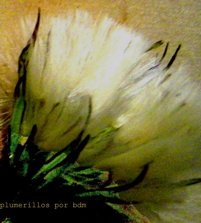 "plumerillo o flor de cardo" de Beatriz Di Marzio