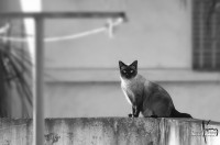 Un gato en la ciudad