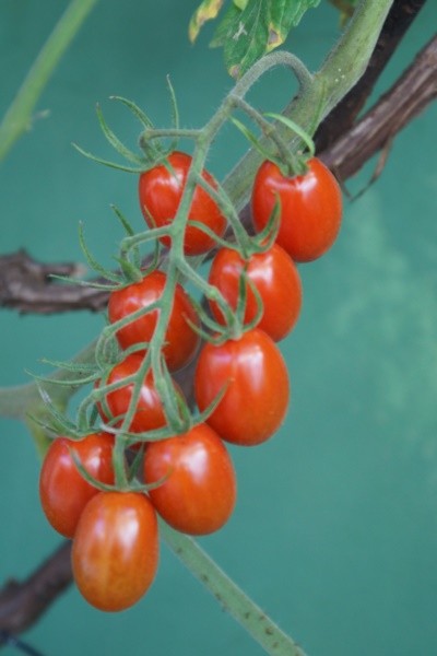 "Aos ps da Videira,Tomates-cereja orgnicos!" de Decio Badari