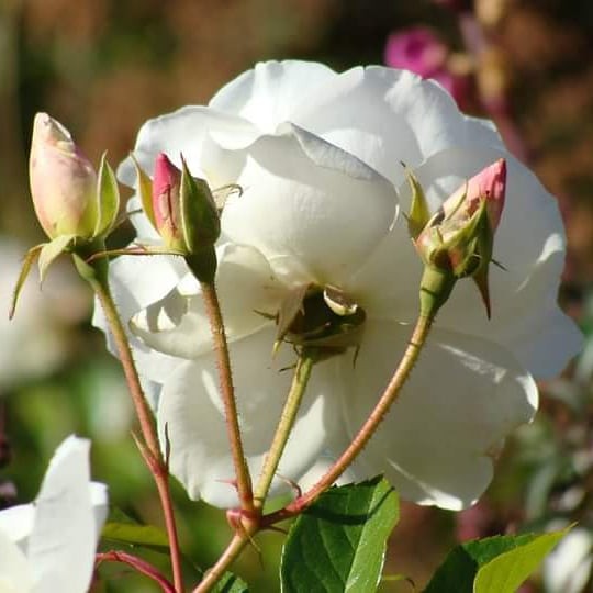 "Rosas blancas del sur" de Amparo Josefina Maggi