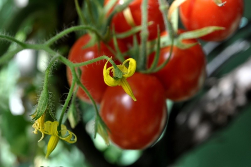 "Tomates-cereja, a cada flor, mais tomates!!!!!!" de Decio Badari