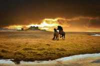 Equinos al alba