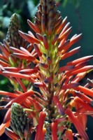 A flor da Babosa (Aloe Vera)
